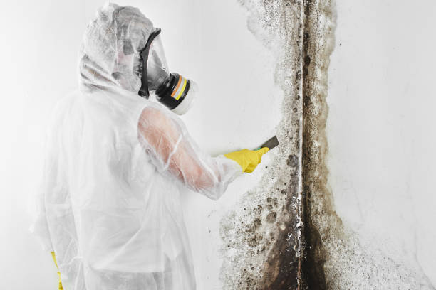 Mold Removal and Inspection in Highland, UT