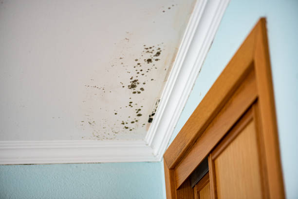 Best Mold Testing  in Highland, UT
