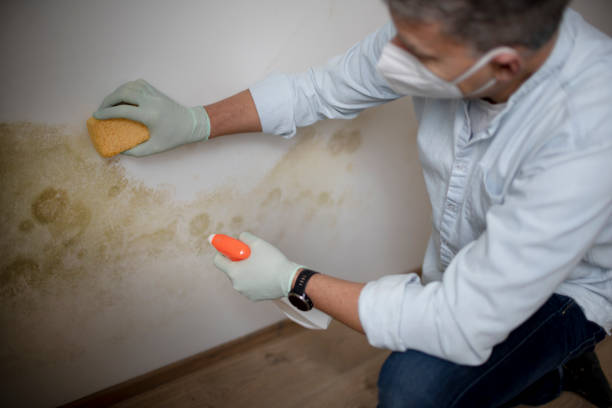Best Home Mold Removal  in Highland, UT