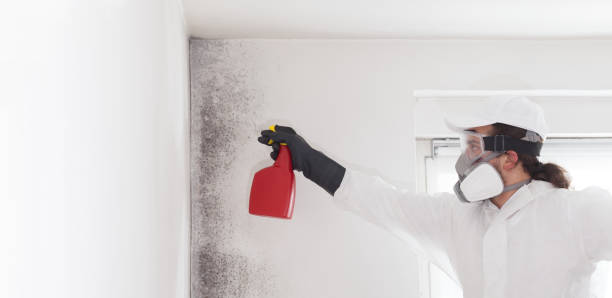 Best Mold Removal and Inspection  in Highland, UT