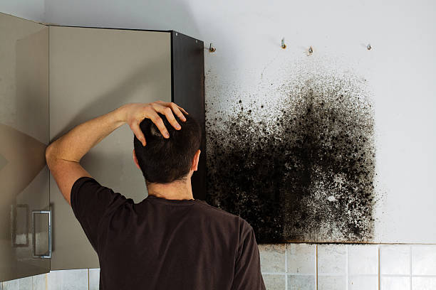Best Attic Mold Removal  in Highland, UT